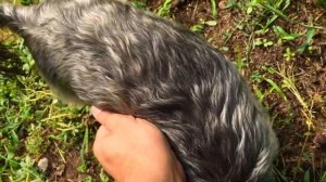 Жизнь вне орхидей 60. На даче у МАМОЧКИ с Мотей