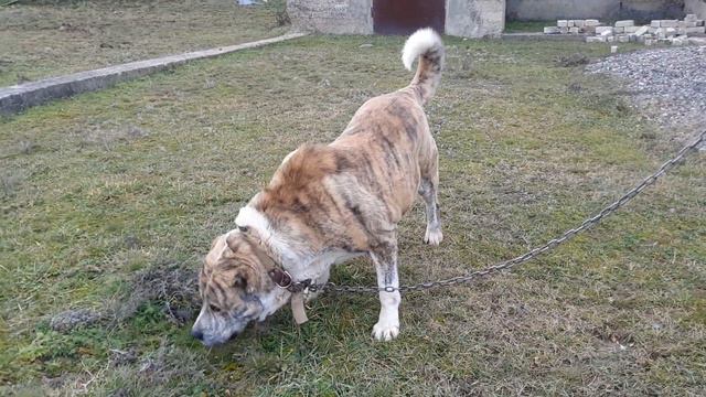БАРС - сын Буяна! Внук Булата(Курск) смотреть онлайн