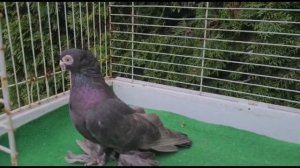 ЗАРАБОТАЛ 10 000 ДОЛЛАРОВ на Голубях за 24 часа. Узбекские двухчубые голуби. Tauben. Pigeons