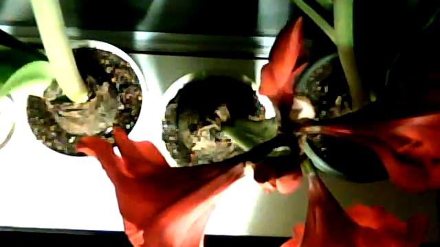 Time-Lapse of Amaryllis Blooming and Withering смотреть онлайн
