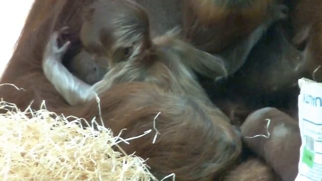 Baby Orangutan Tierpark Hellabrunn смотреть онлайн