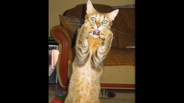 Фото приколы с животными очень смешные, улыбнись! смотреть онлайн