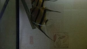 Нерест скалярий. От икры до малька.