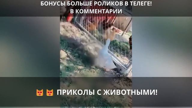?? Смешные видео нарезки приколов с животными! Подними настроение! ВЫПУСК 424 смотреть онлайн