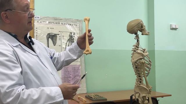 Видеолекция "Скелет верхней конечности" смотреть онлайн