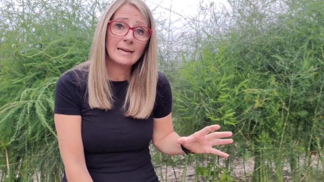 PLANT Asparagus once and EAT for years! (Harvest the red berry seeds) смотреть онлайн