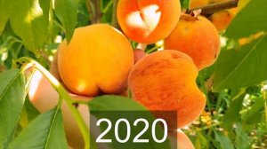 Персик Рилайнс - результаты второй попытки найти этот суперзимостойкий сорт