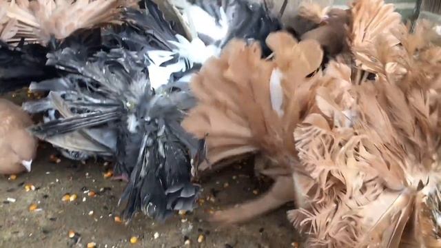 Питомник на 3000 голубей (2 часть). Живой дом смотреть онлайн