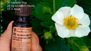Долгоносик на Клубнике Срочно Опрыскайте Клубнику! Как Уничтожить Долгоносика Лучшее Средство!
