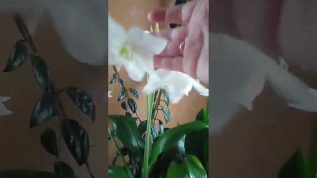 Комнатное растения, цветок женское счастье.