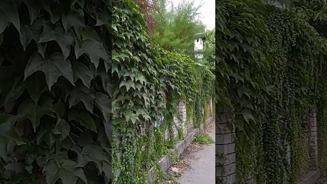 Виды плюща, Ivy species смотреть онлайн