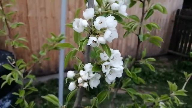 Цветение груши млиевская ранняя смотреть онлайн