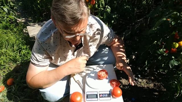 Томаты Малиновая идея и Ралли обзор. смотреть онлайн