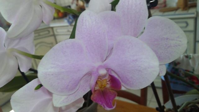 Compilation des mes phalaenopsis en fleurs (mars 2020) смотреть онлайн