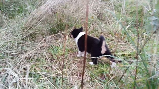 шалайка .месяц и неделя.игровое поведение смотреть онлайн