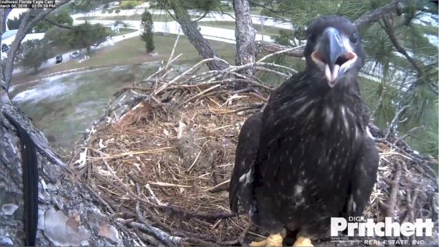 SWFLEagles~Dances With Prey; Selfies; Food Fest; Gulp & Pull Lessons ~ 3-6-2015 смотреть онлайн