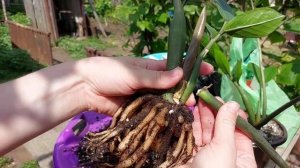 Размножение замиокулькаса из ветки. Как отделить ветку от основного куста