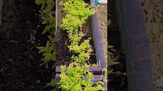 duranta plant cutting design, beautiful hedge in my little garden, kk home gardening, #shorts смотреть онлайн