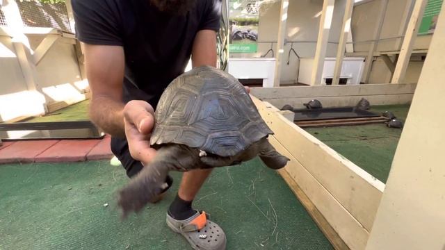 ID#959 - 7 5/8 in. Perfect Scute Smooth Long Aldabra Tortoise Hatchling смотреть онлайн