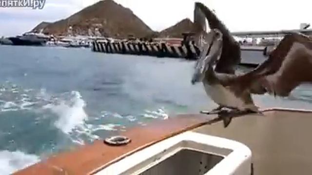 Шустрый пеликан смотреть онлайн