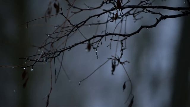 фотофильм "ЗИМНЯЯ ВСТРЕЧА" смотреть онлайн