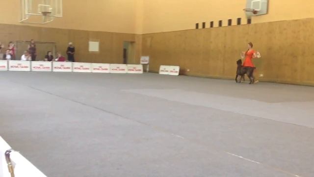 Рублева Наталья и Кане Корсо Рейн смотреть онлайн