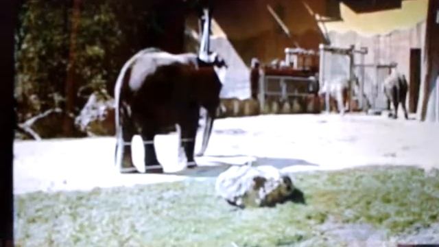 Зачем слону хобот? смотреть онлайн