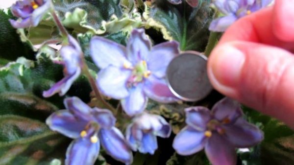 Frosty Frolic - African Violet Review