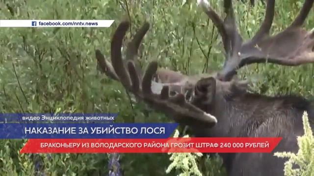 мохноногий труп смотреть онлайн