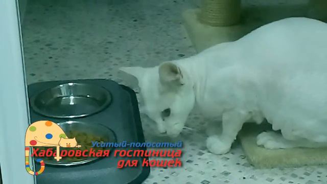 Хабаровская гостиница для кошек "Усатый-полосатый" смотреть онлайн