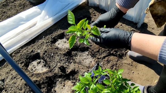 ????️ВЫСАЖИВАЮ РАССАДУ ПЕРЦА В ПАРНИКИ. ЧТО КЛАДУ В ЛУНКИ. Модифицированные парники смотреть онлайн