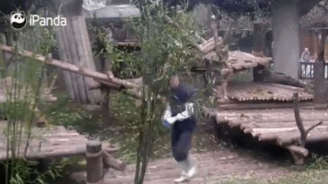 Милые и забавные животные для поднятия настроения смотреть онлайн