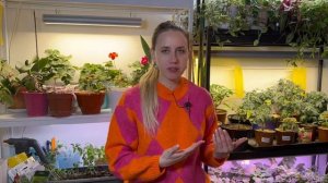 Оэдема на томатах. Как бороться с оэдемой на рассаде томатов. перцев. Крепкая рассада томатов, перц