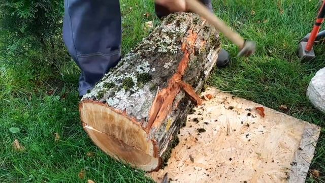 ГРИБЫ ВЕШЕНКИ - сажаем на ивовые пни. 15 июля 2021. Часть первая - ждем урожай смотреть онлайн