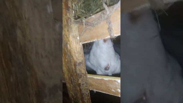 Утро.В каком случае нужен свой козел чтобы не было проблем!? смотреть онлайн