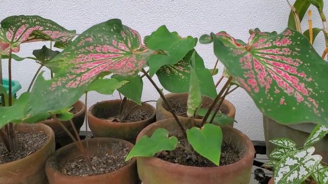 Caladium Collection l My Mom's Collection is Growing!! смотреть онлайн