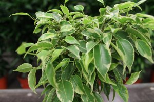 ПОЧЕМУ ФИКУС БЕНДЖАМИН СБРАСЫВАЕТ ЛИСТЬЯ?Причины и способы их устранения.