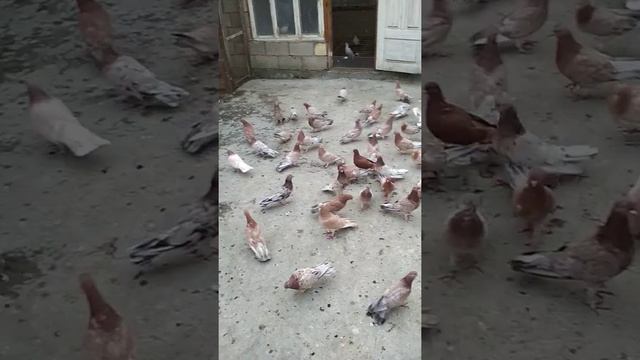Бакинские мраморные голуби Сефера село Салик Рес Дагестан 89654919462 и 89288714551 смотреть онлайн