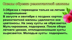 Способы обрезки ремонтантной малины