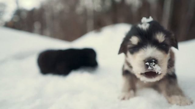 Приют. Щенки ищут теплый дом и семью. смотреть онлайн