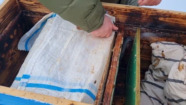?При зимовке пчёл на улице появился расплод? Сомневаетесь, хватит ли в улье корма? - Решение есть!? смотреть онлайн