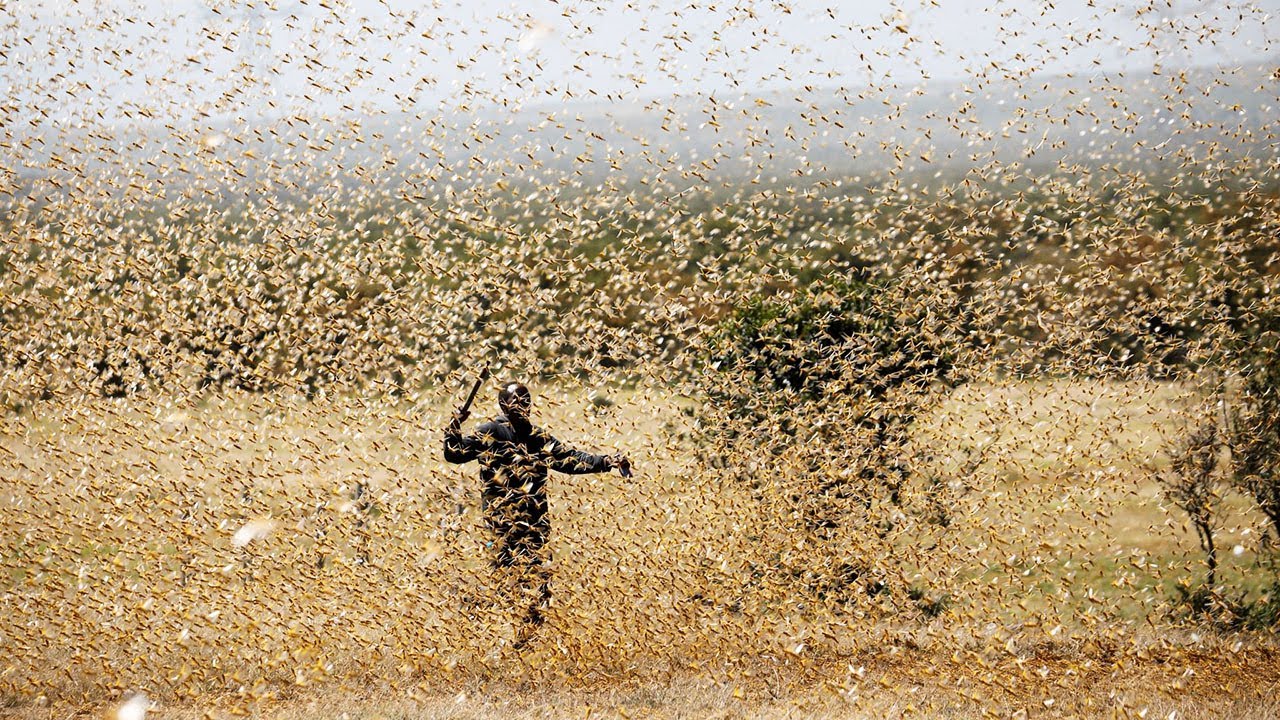 Последствия Массового Скопления Животных смотреть онлайн