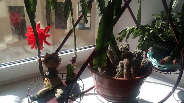 Цветение эпифилума (epiphyllum Sabra) смотреть онлайн