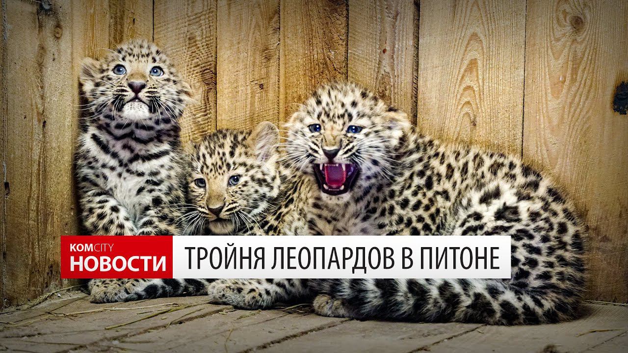 Komcity News — Тройня леопардов в «Питоне» смотреть онлайн