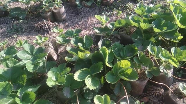 Усы клубники азии с 10 кустов смотреть онлайн