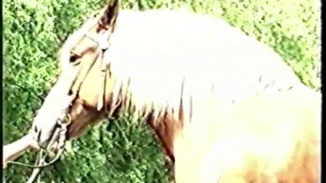 Лошади России Die Pferde Russlands Horses Russia Русская-тяж