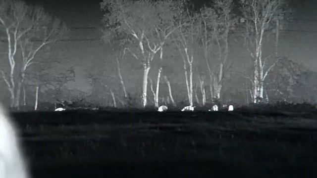 Опасная охота с тепловизором. Отстрел Койотов , Диких Кабанов, Диких Собак смотреть онлайн