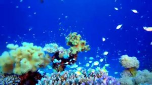 Dem 3 MINUTOS _ РЫБКИ ДЛЯ СНА