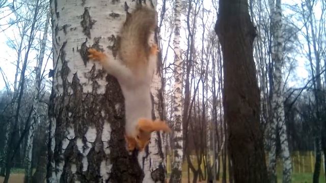 Белочка грызет орешки на дереве. смотреть онлайн
