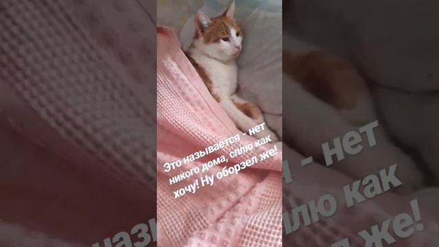 Кот спит как человек) смотреть онлайн